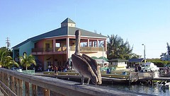 La Guancha's friendly pelicans