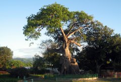 Ceiba de Ponce