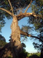 Ceiba Park at Ponce