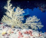 Caja de Muertos coral reef