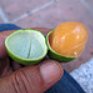 Fruta Oficial de Ponce – Quenepa